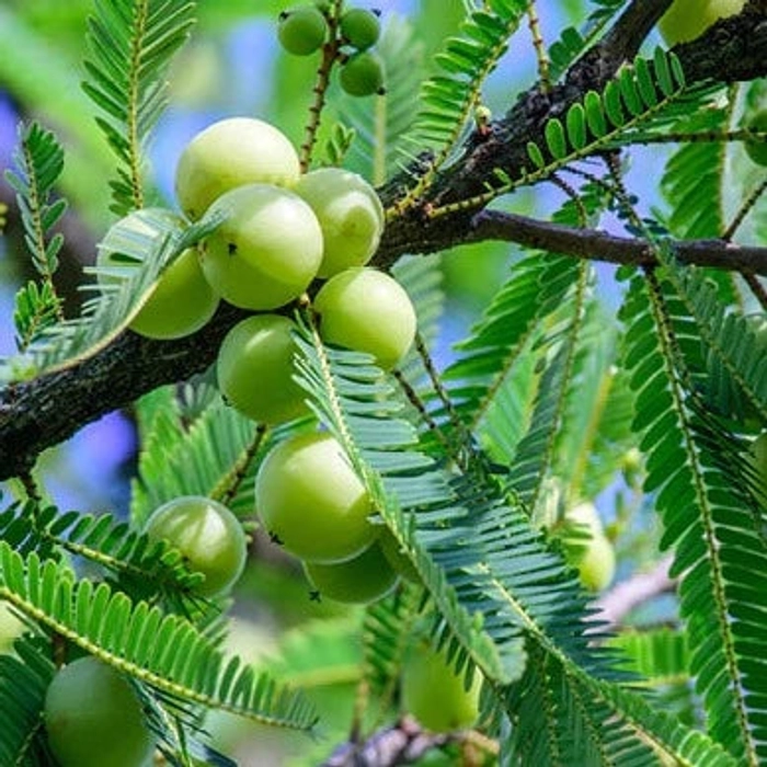 Amla for Skin: How Indian Gooseberry Gives You a Natural Glow