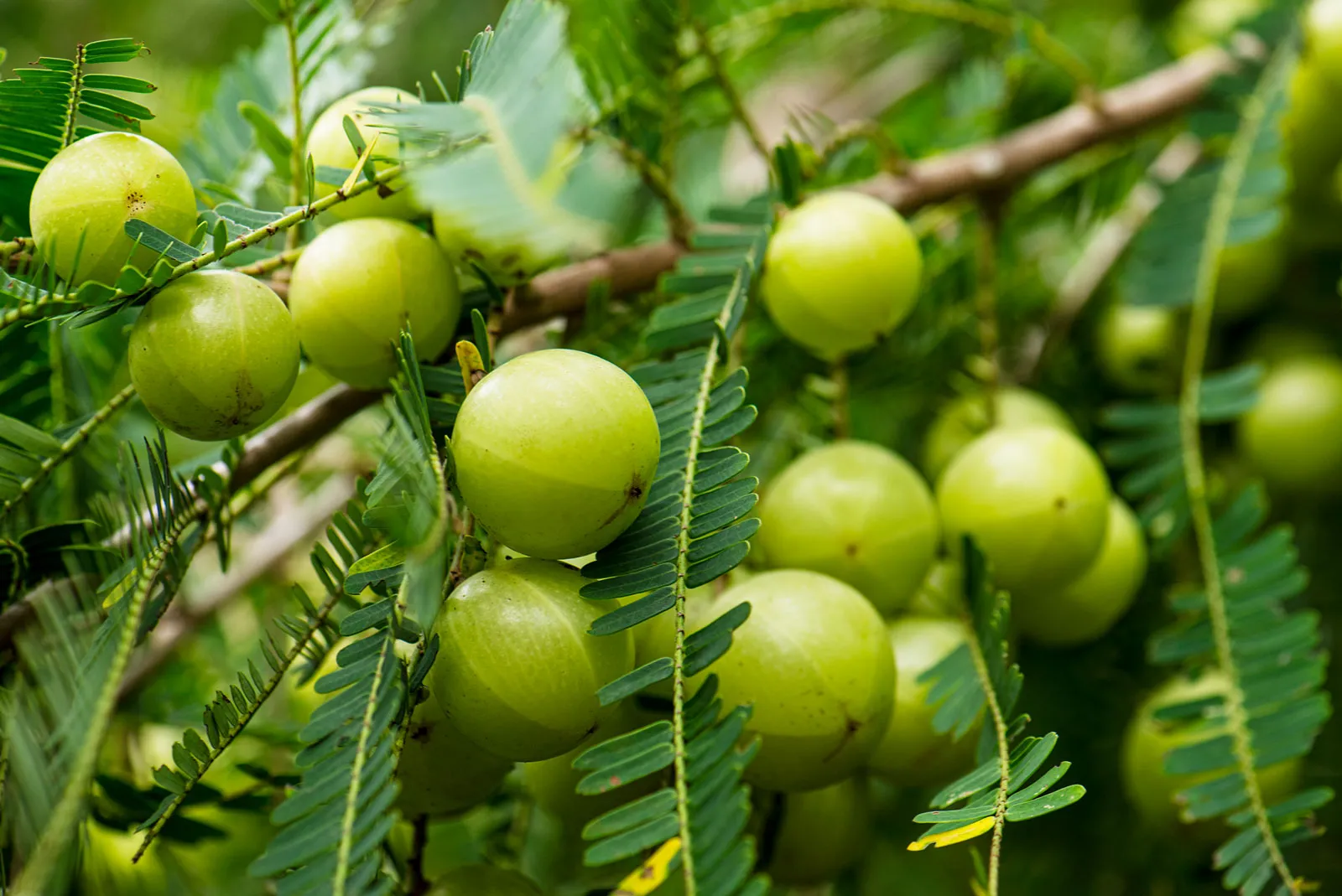 Amla for Immunity: Your Natural Shield Against Illness