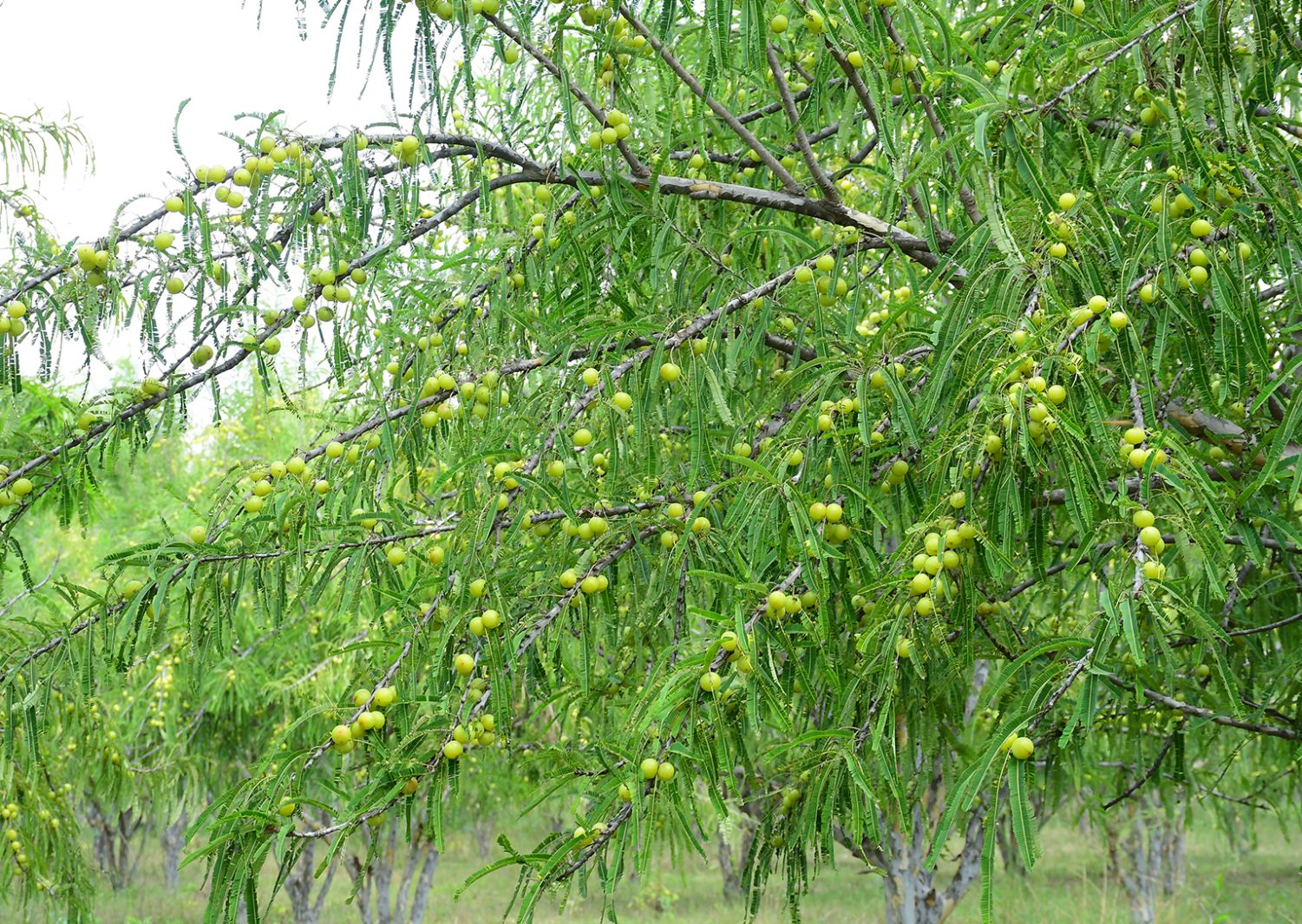 The History of Amla in Ayurvedic Medicine